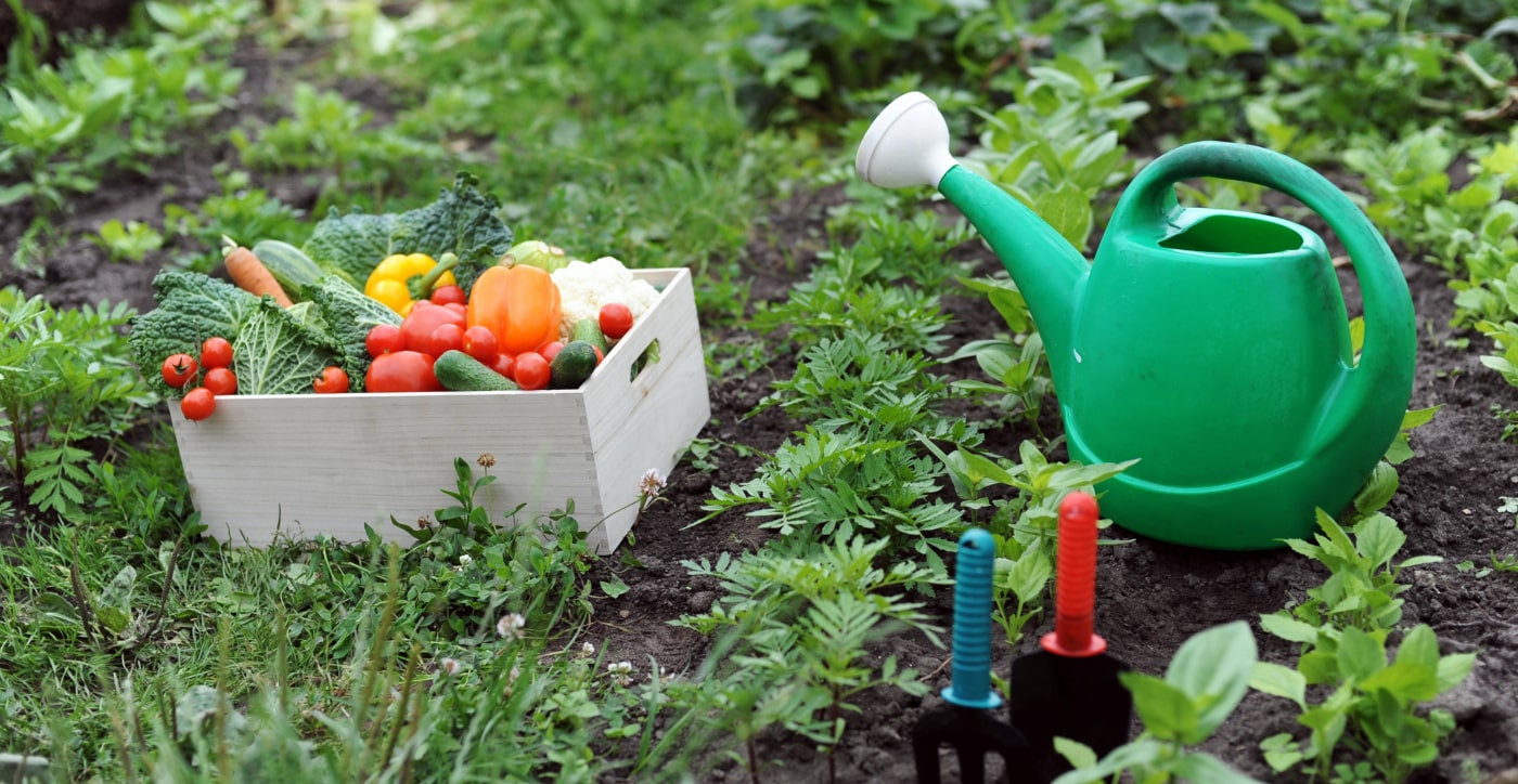 vegetable garden with green watering can and harvested fruit and vegetables in wooden container