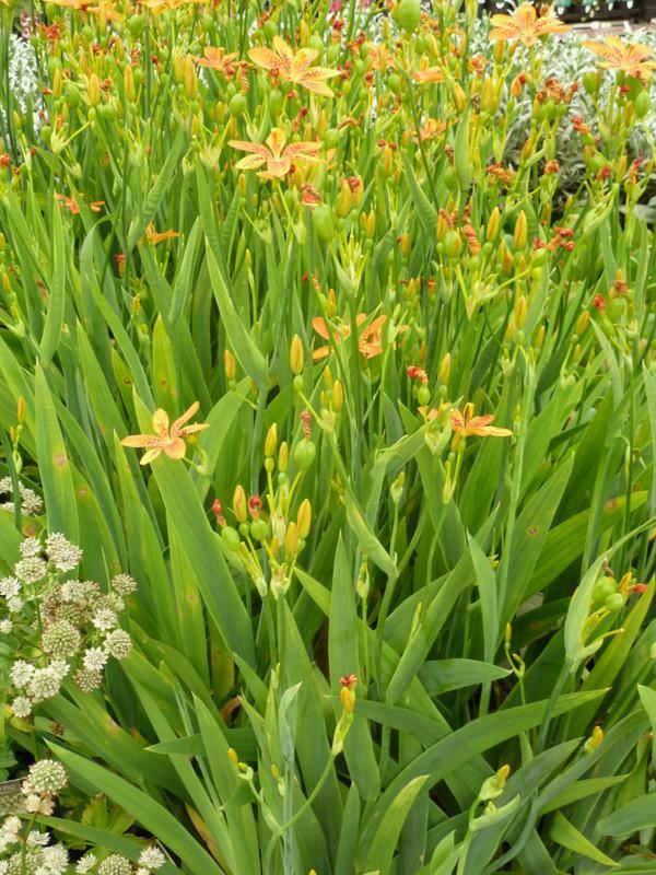 Plantenfiche-Belamcanda-chinensis