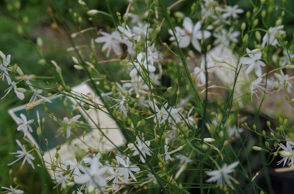 Plantenfiche-Anthericum-ramosum