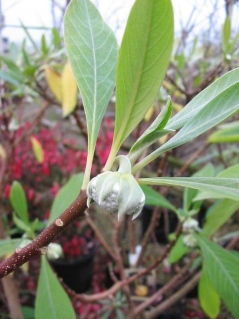 Plantenfiche-Edgeworthia-chrysantha-Grandiflora-