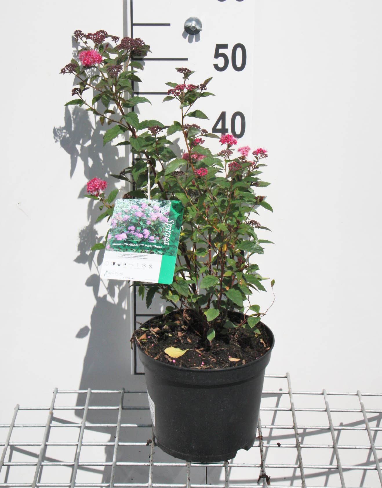 Spiraea japonica 'Anthony Waterer' - pot 3L - 25-30 cm