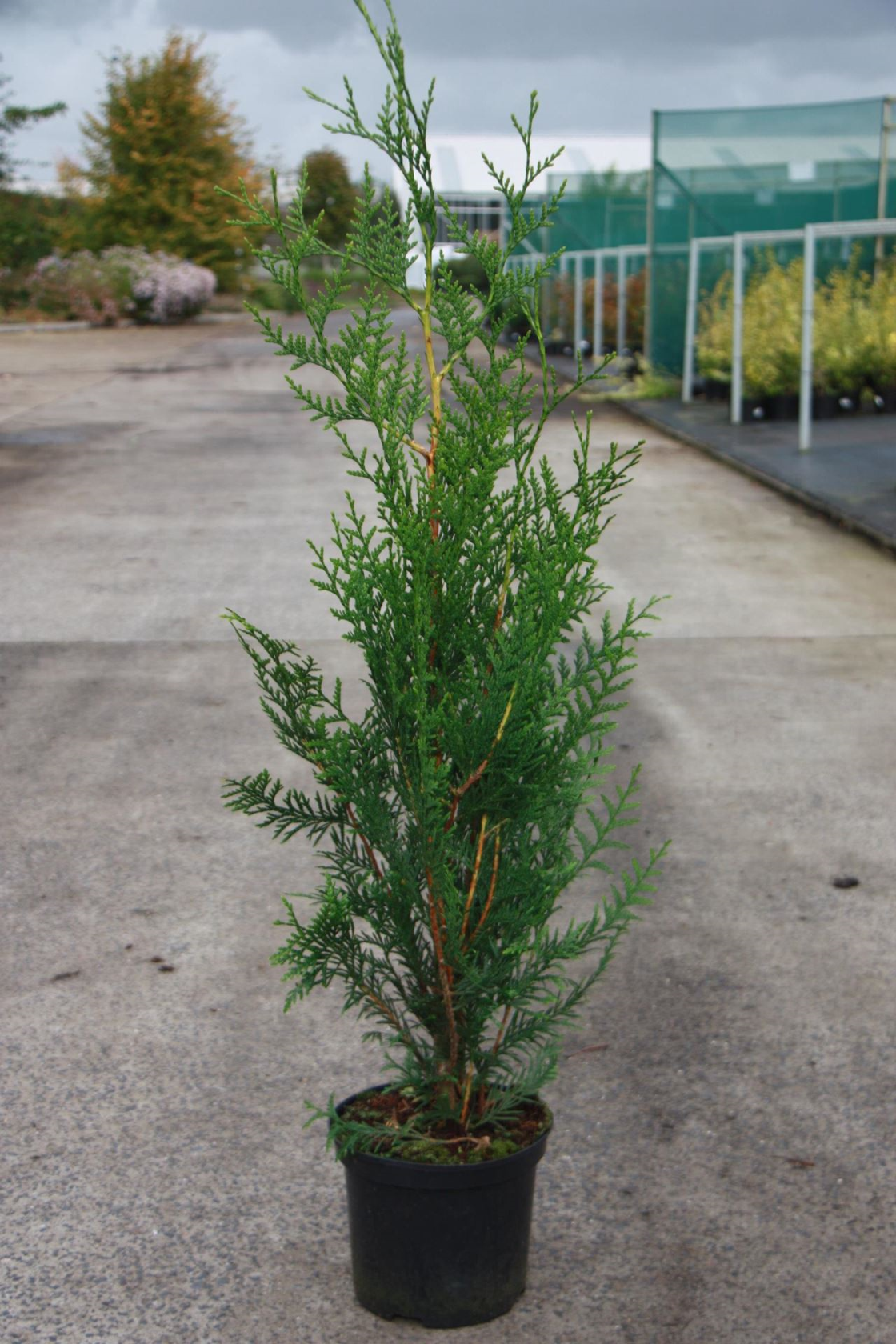 Thuja plicata 'Atrovirens' - pot - 80-100 cm