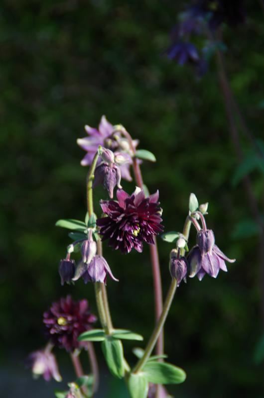 Plantenfiche-Aquilegia-vulgaris-Bordeaux-Barlow-