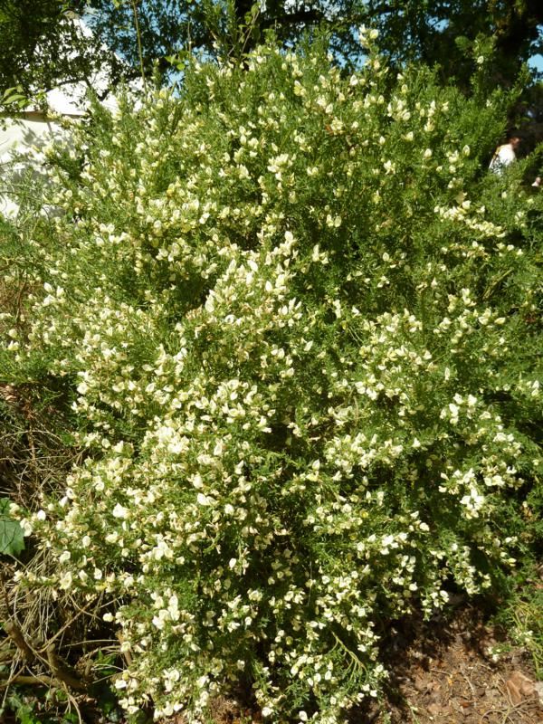 Plantenfiche-Cytisus-x-praecox