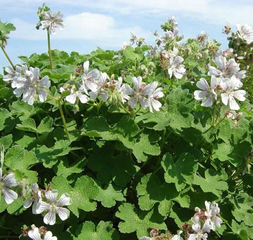 Plantenfiche-Geranium-renardii