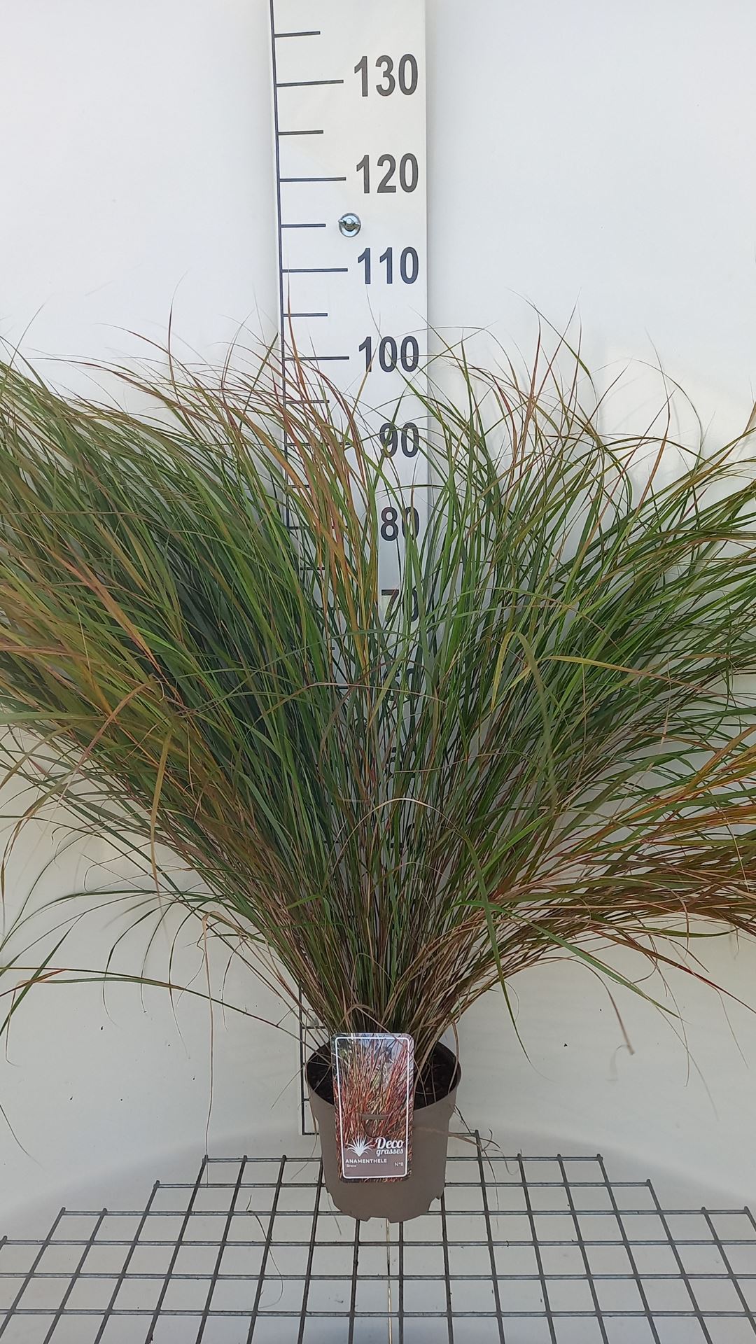 Calamagrostis arun. 'Sirocco' - pot 3L