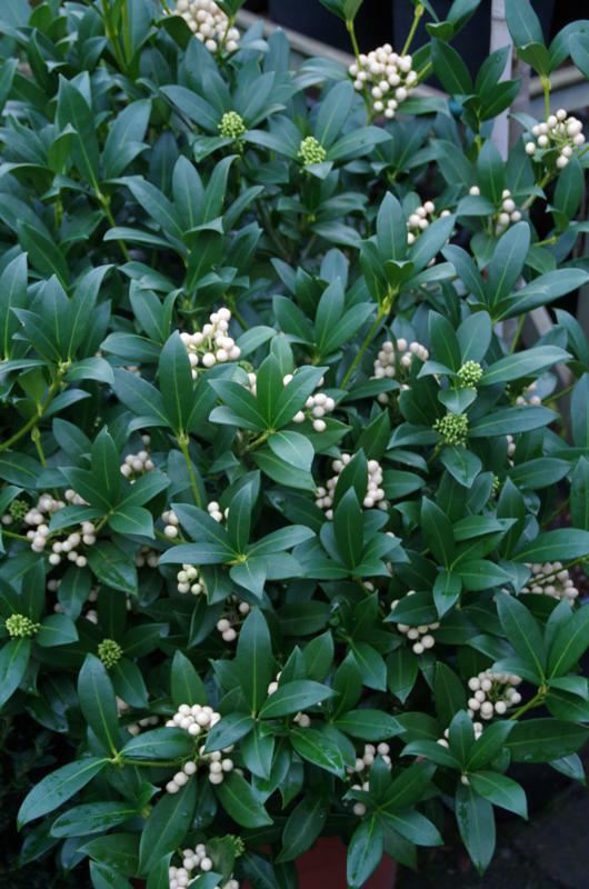 Plantenfiche-Skimmia-japonica-Kew-White-