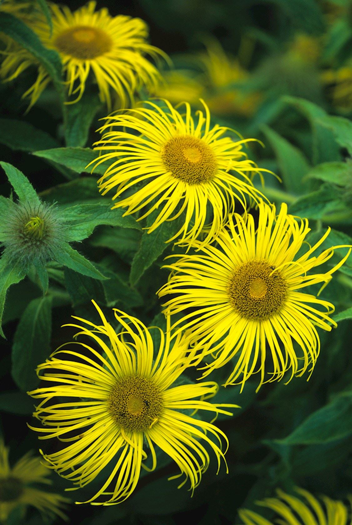 Plantenfiche-Inula-orientalis