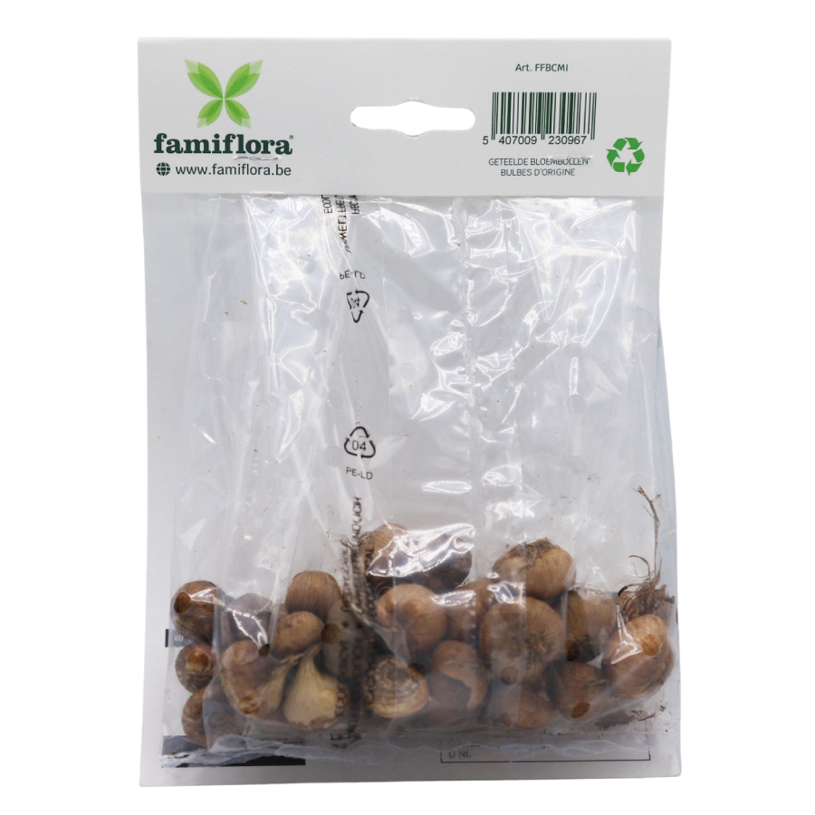 Famiflora Crocus Botanical - 40 bulbs - Spring flowering bulbs