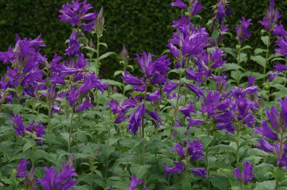 Plantenfiche-Campanula-latifolia-var-macrantha