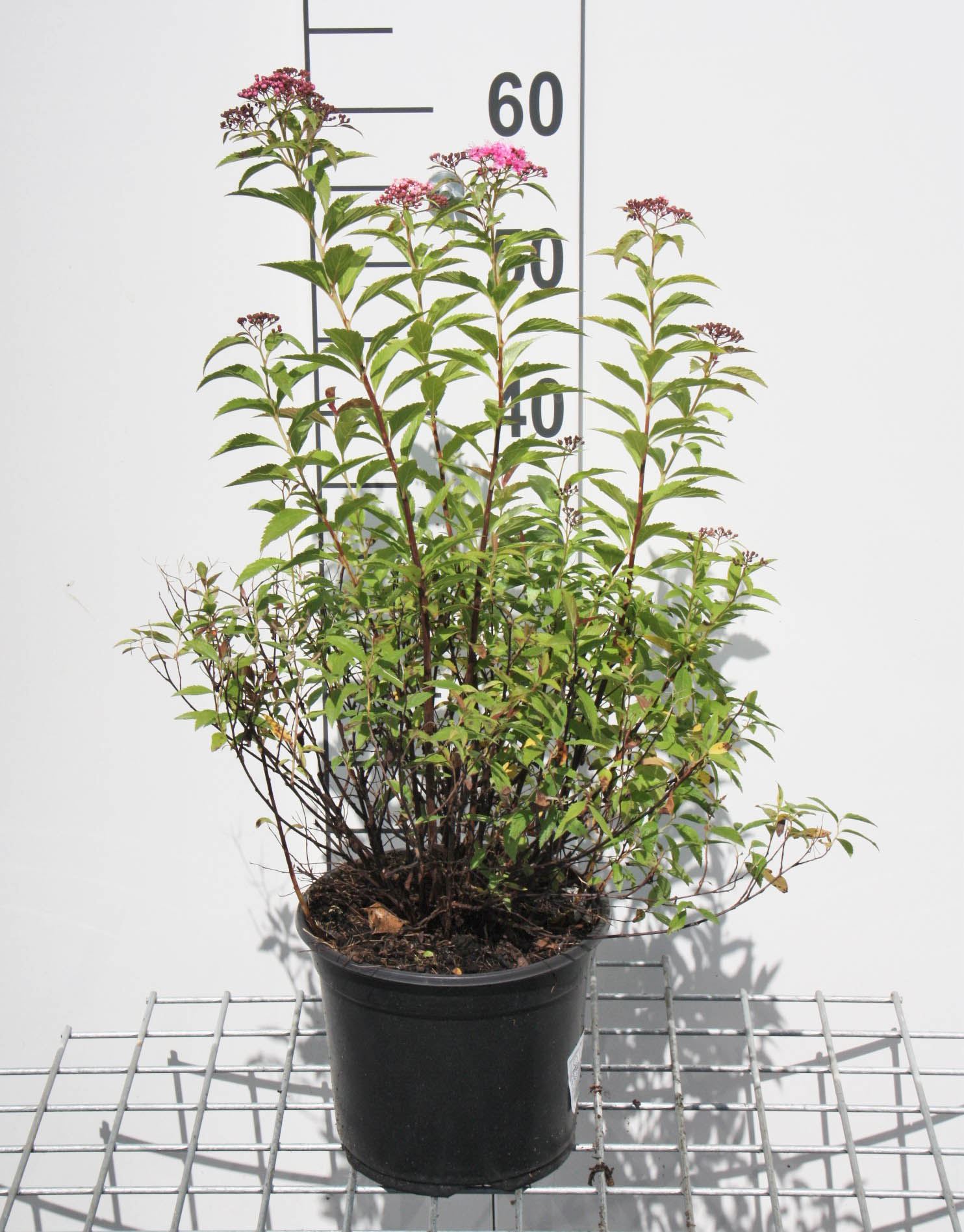 Spiraea japonica 'Genpei' - pot 3L - 25-30 cm