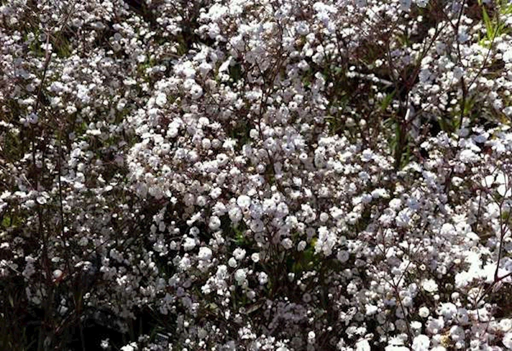 Plantenfiche-Gypsophila-paniculata-Bristol-Fairy-