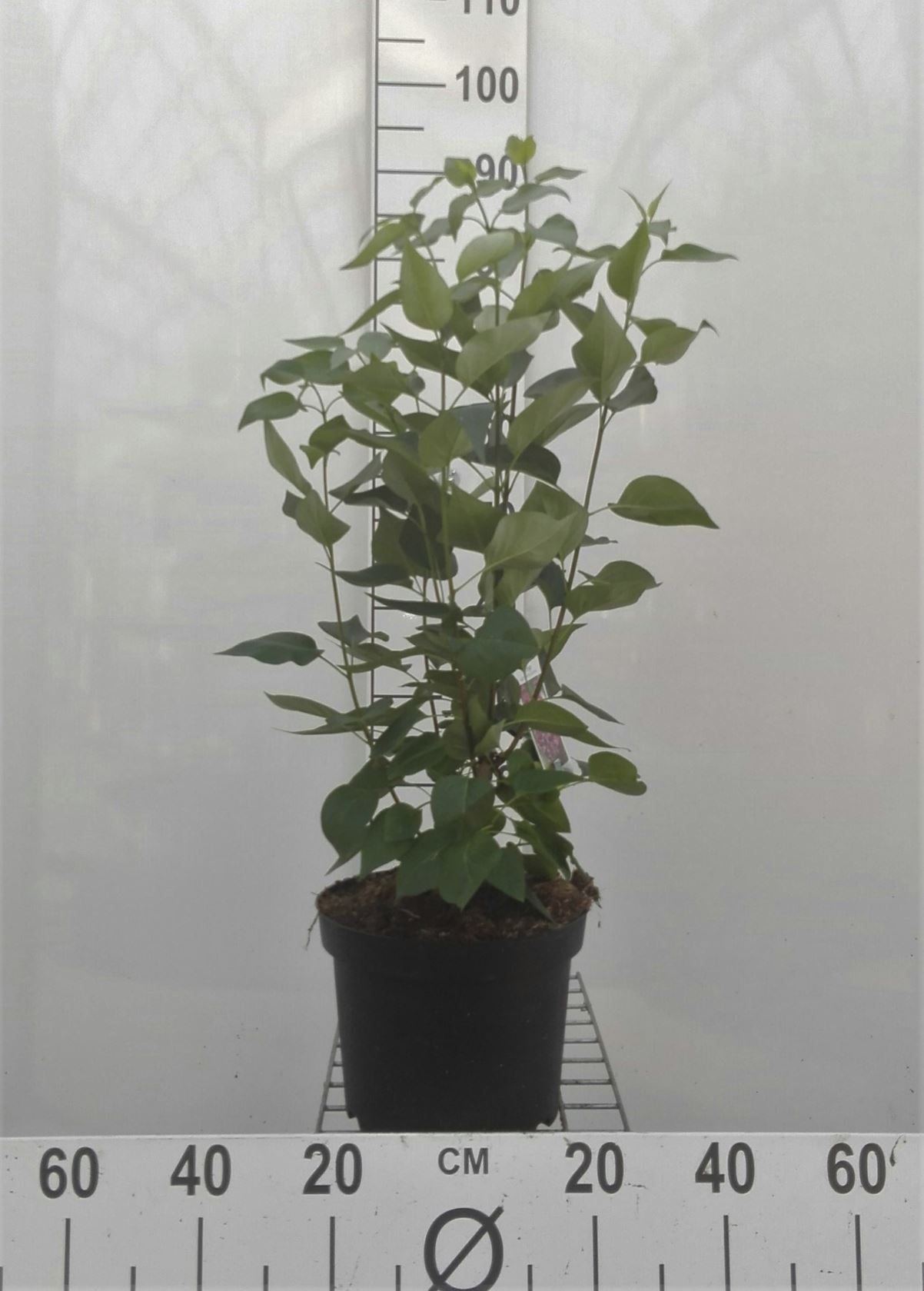 Syringa vulgaris 'Michel Buchner' - pot - 50-60 cm