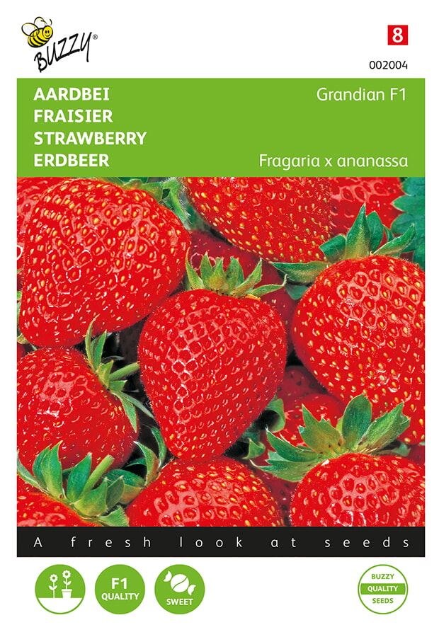 Buzzy® Aardbeien zaden - Grandian F1