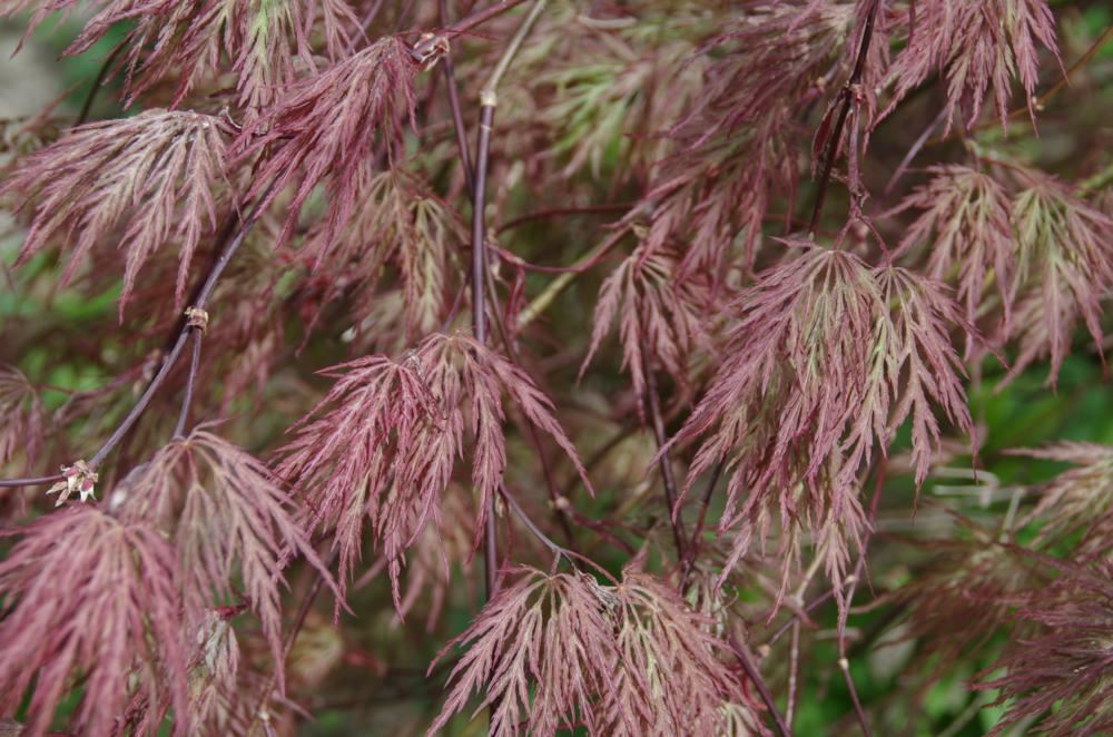Plantenfiche-Acer-palmatum-Garnet-