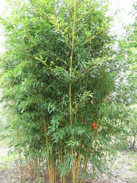 Plantenfiche-Phyllostachys-aureosulcata-Aureocaulis-