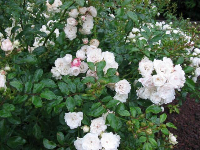 Plantenfiche-Rosa-White-Fairy-