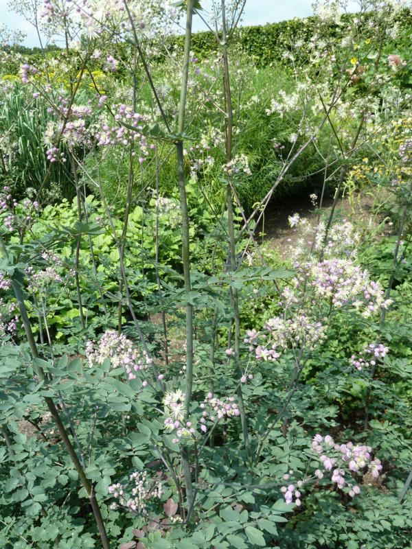 Plantenfiche-Thalictrum-Elin-