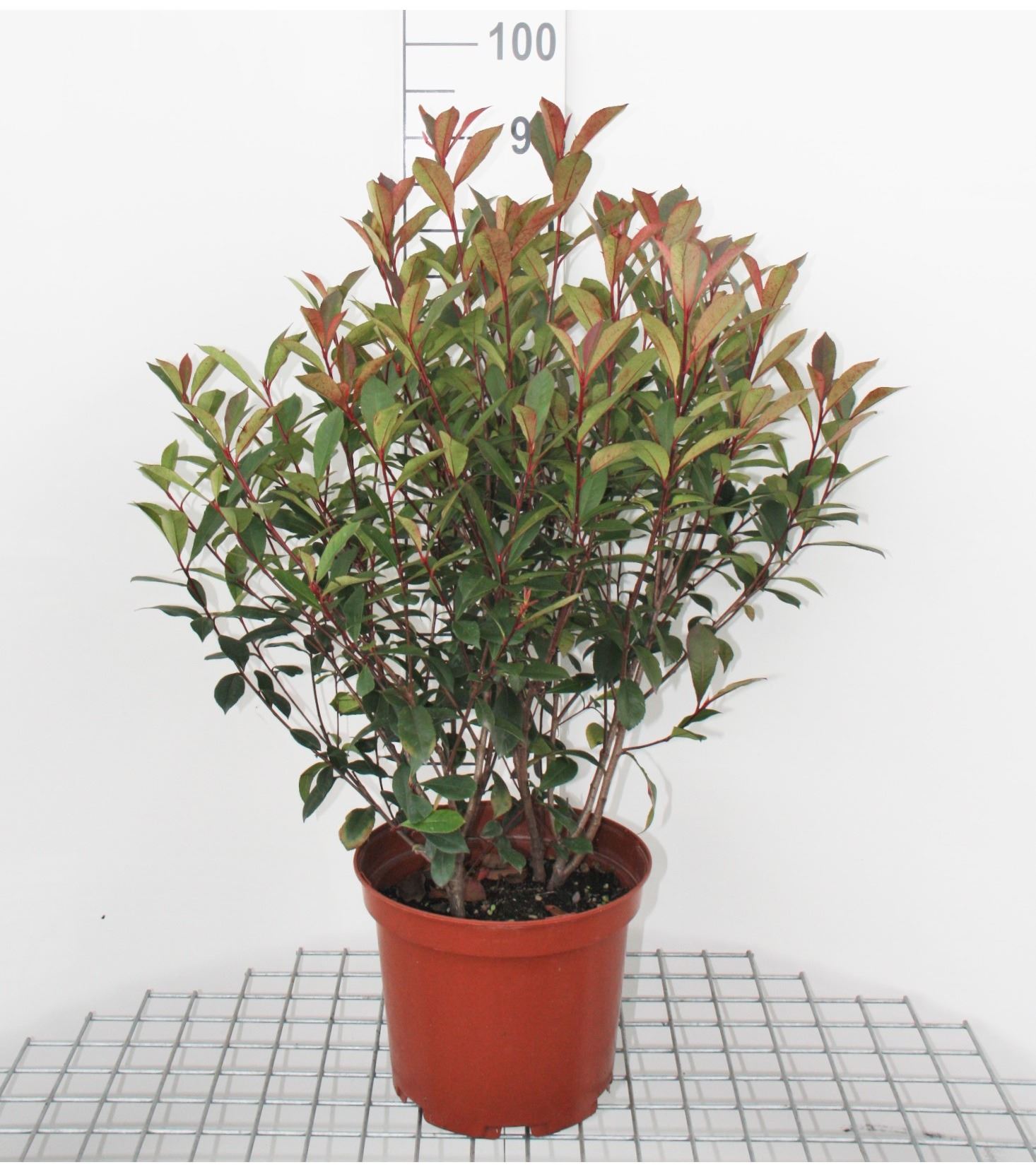 Photinia x fraseri 'Carré Rouge' - pot - 40-60 cm