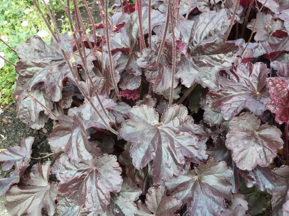 Plantenfiche-Heuchera-Obsidian-