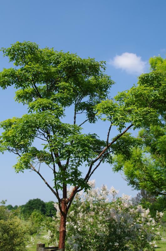 Plantenfiche-Acer-griseum-Papieresdoorn-
