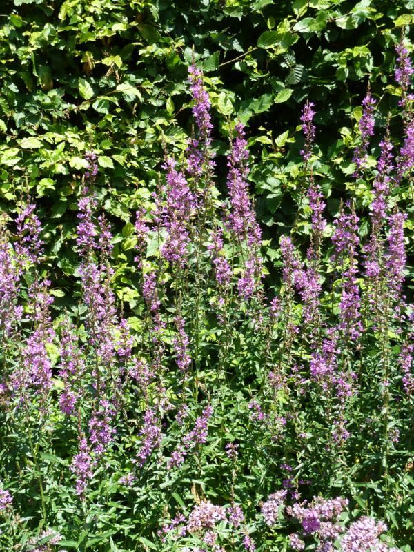 Plantenfiche-Lythrum-Dropmore-Purple-