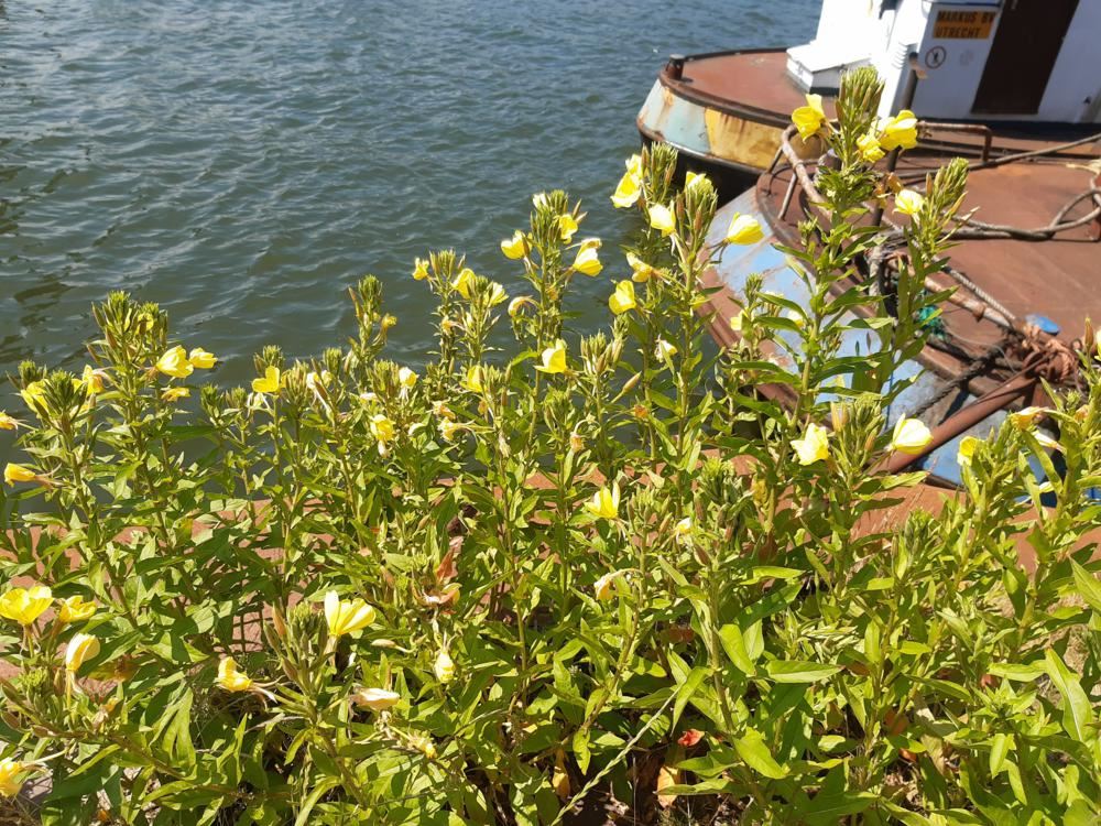 Plantenfiche-Oenothera-biennis