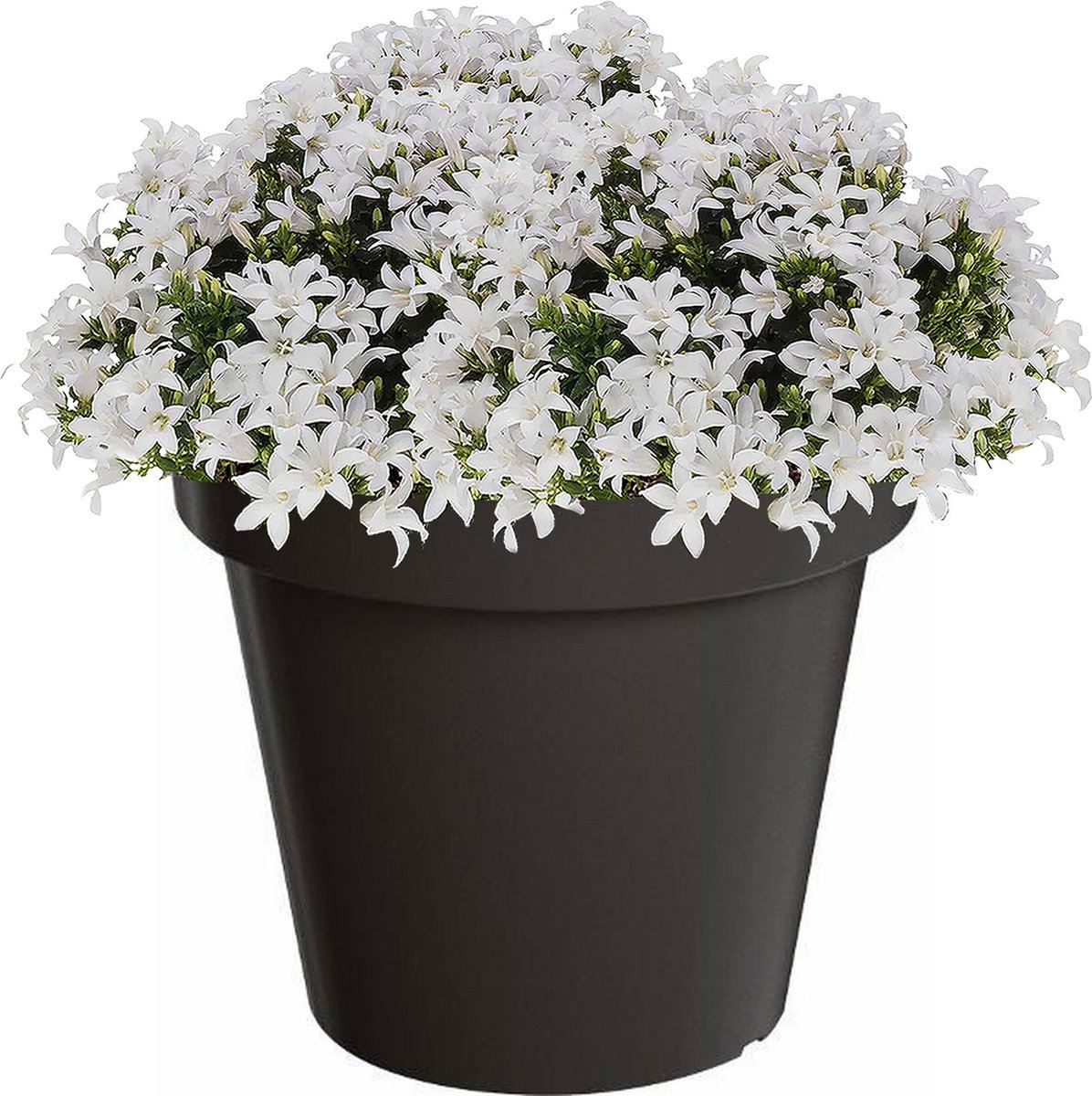 Flower-pot-Lofly-anthracite