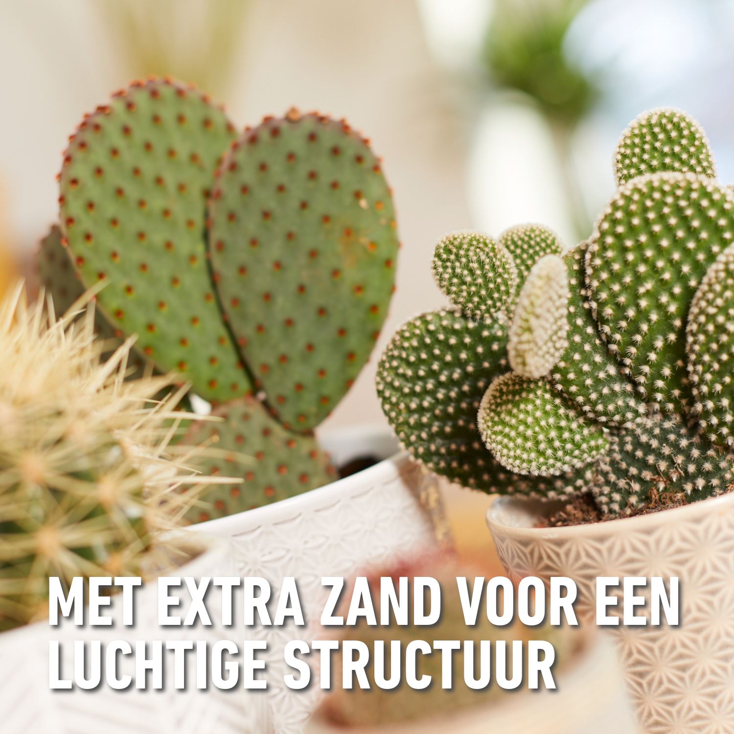 Compo-sana-cactuspotgrond-5L