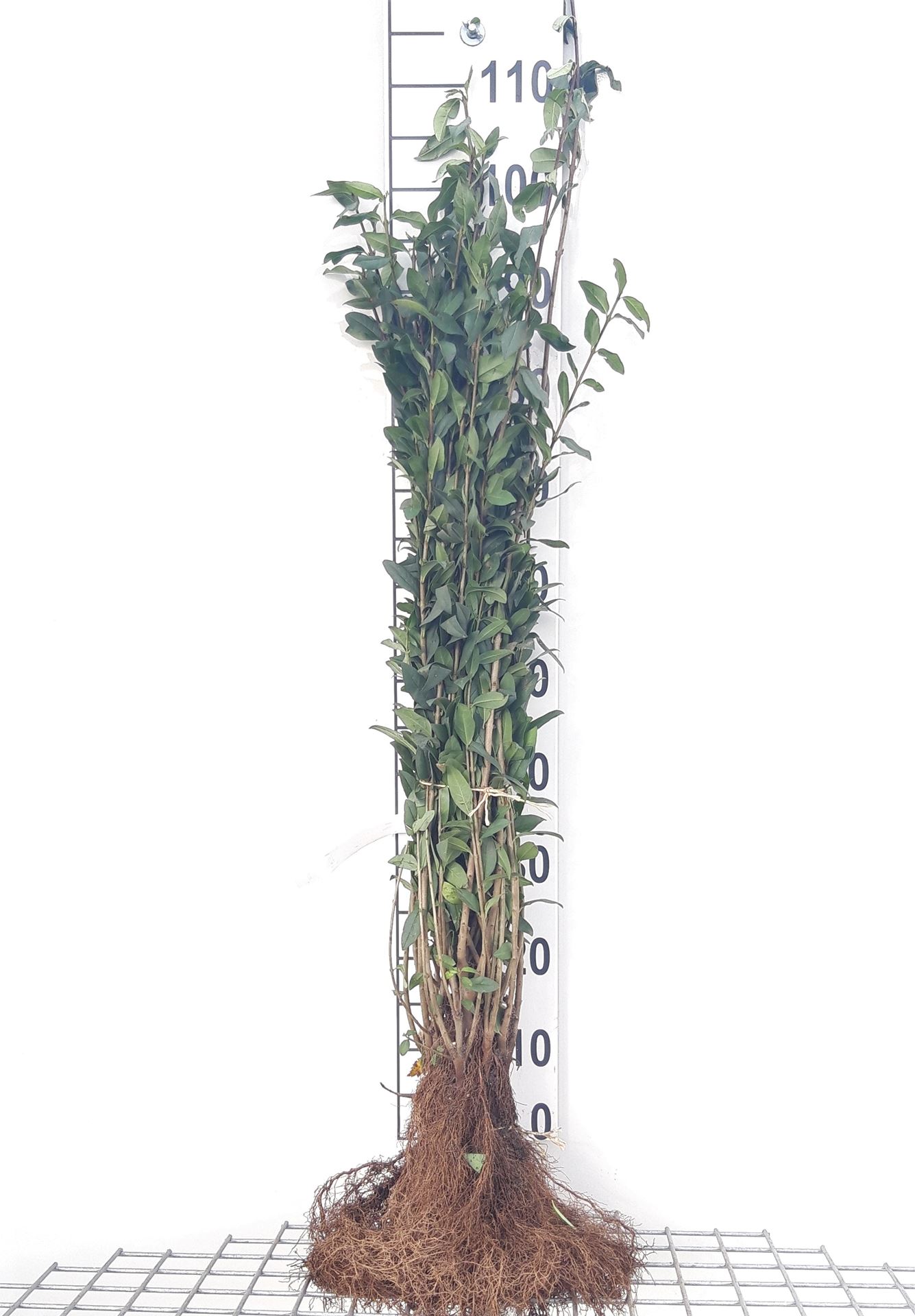 Ligustrum vulgare - bare root - 60-90 cm