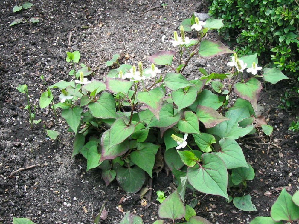 Plantenfiche-Houttuynia-cordata