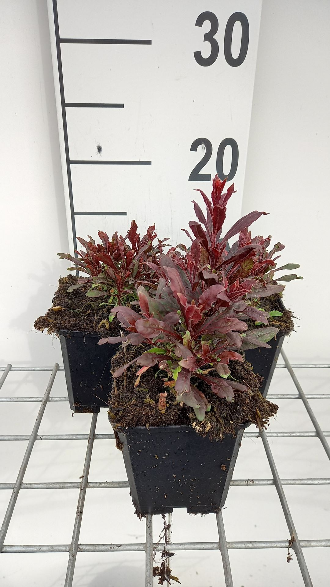 Gaura lindheimeri 'Blaze' - pot 9x9 cm
