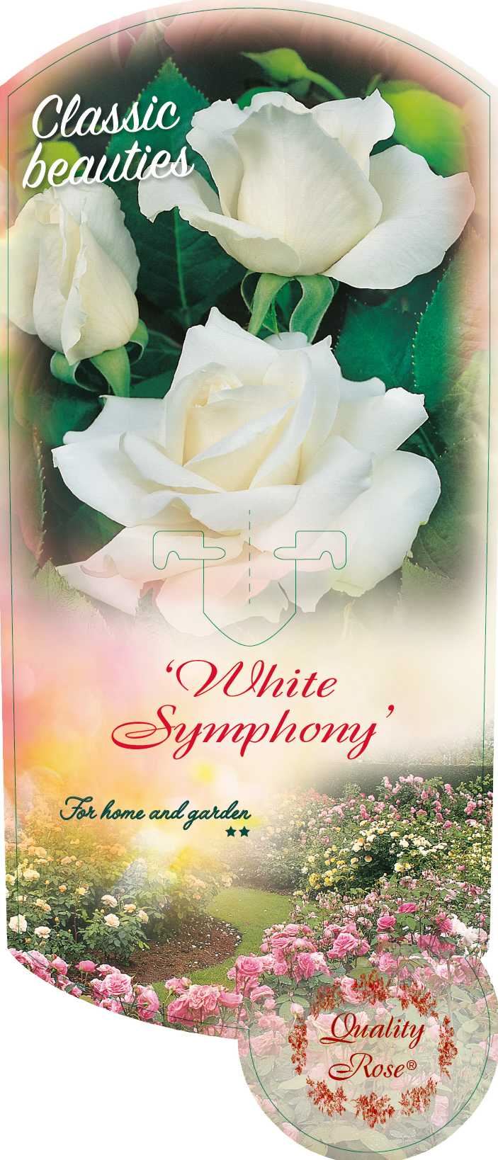 Rosa 'White Symphonie' - pot