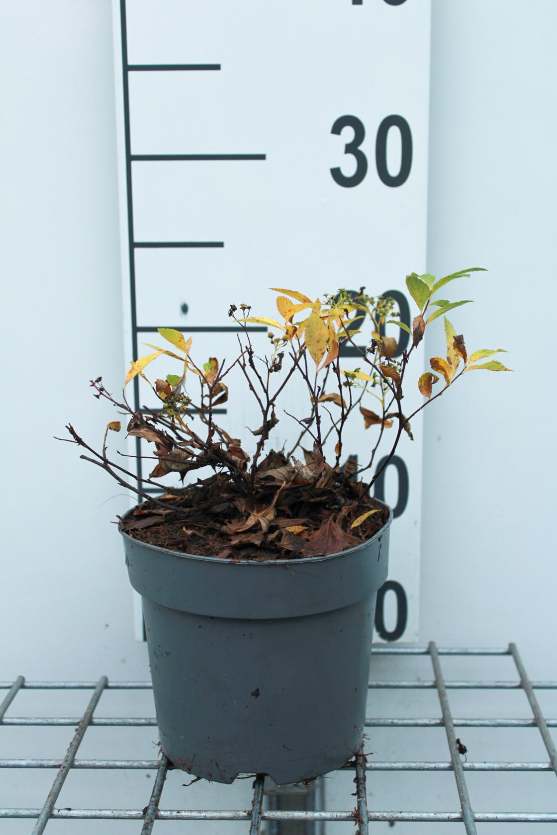 Spiraea japonica 'Genpei' - pot 1,3L - 20-25 cm