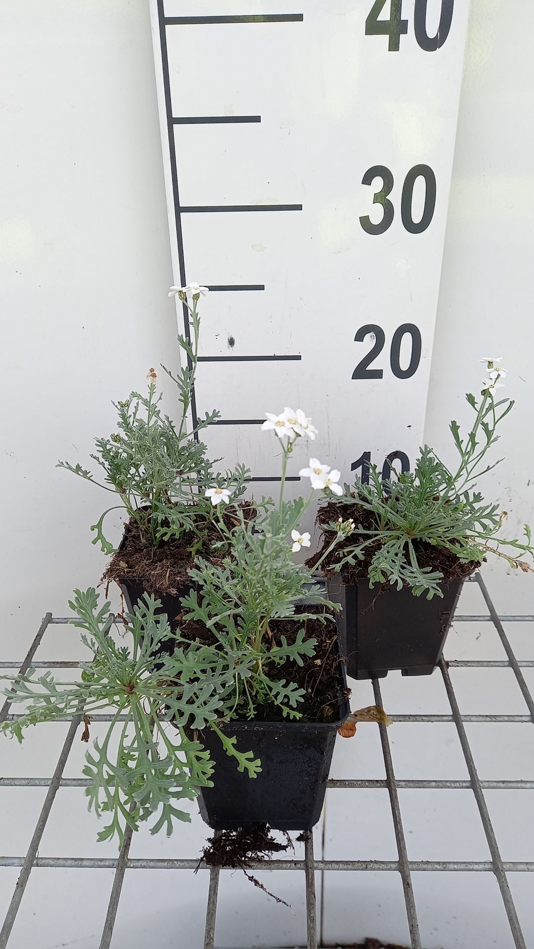 Achillea x kellereri - pot 9x9 cm