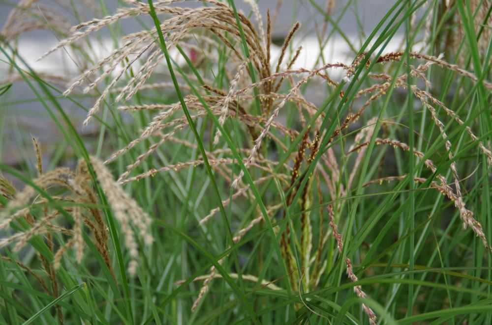 Plantenfiche-Miscanthus-sinensis-EMPMIS01-Red-Cloud-