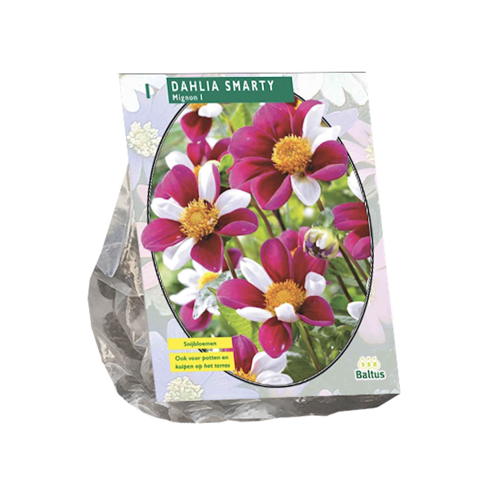 dahlia-mignon-smarty-per-1