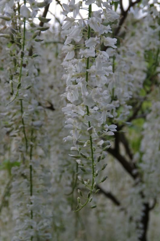 Plantenfiche-Wisteria-sinensis-Alba-