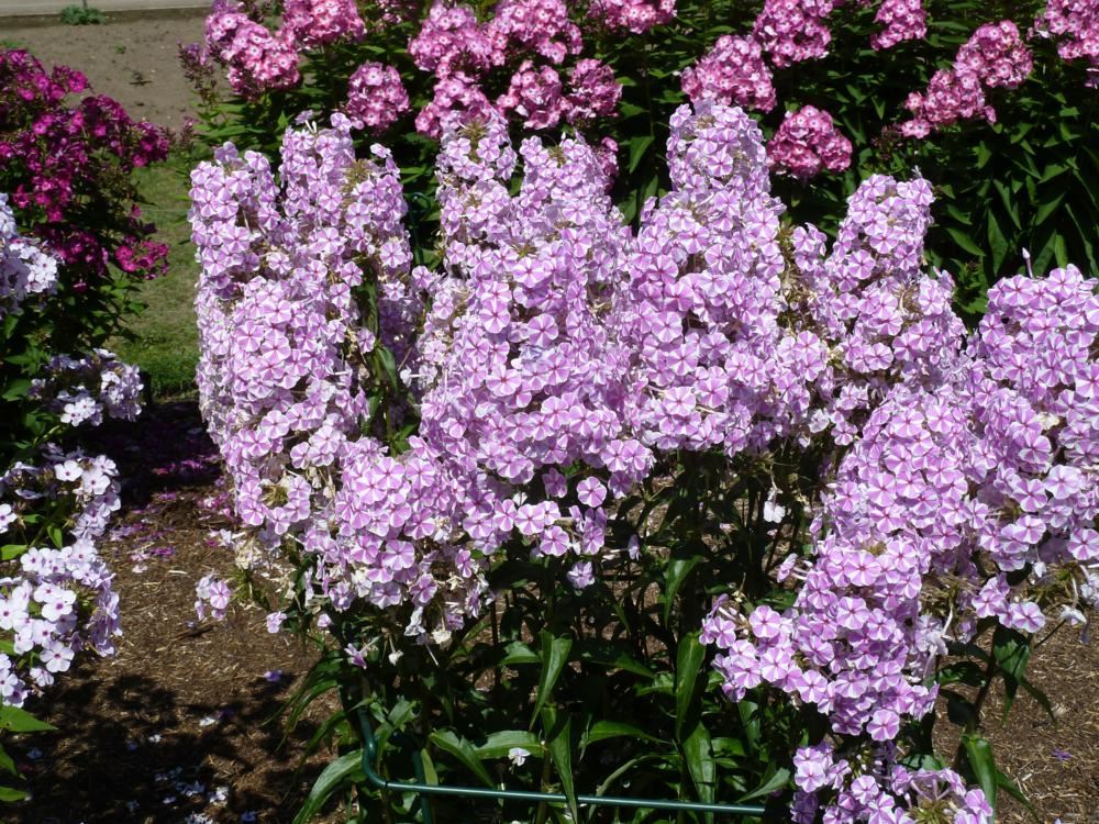 Plantenfiche-Phlox-Natascha-