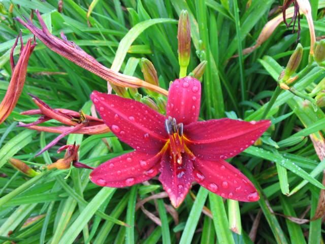 Plantenfiche-Hemerocallis-Crimson-Pirate-