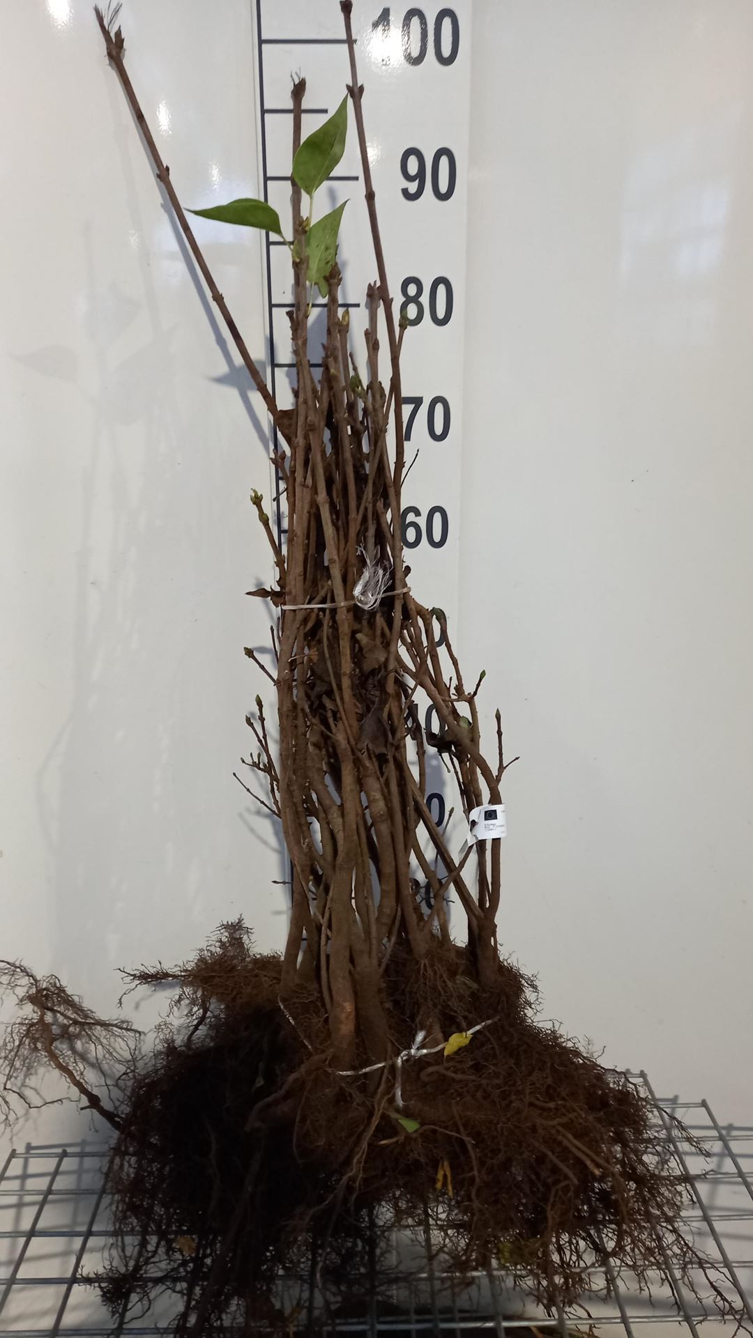 Syringa Tree Roots Syringa vulgaris - bare root - 60-90 cm - 3-5 branches