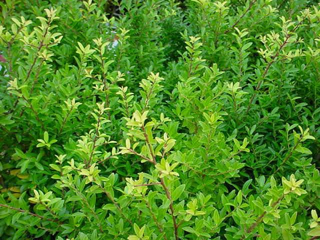 Plantenfiche-Ilex-maximowicziana-var-kanehirae
