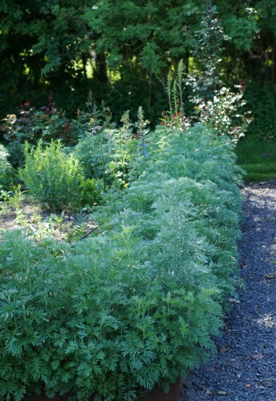 Plantenfiche-Artemisia-absinthium-Alsem-