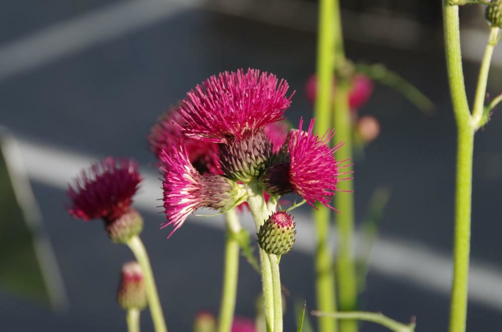 Plantenfiche-Cirsium-rivulare-Atropurpureum-