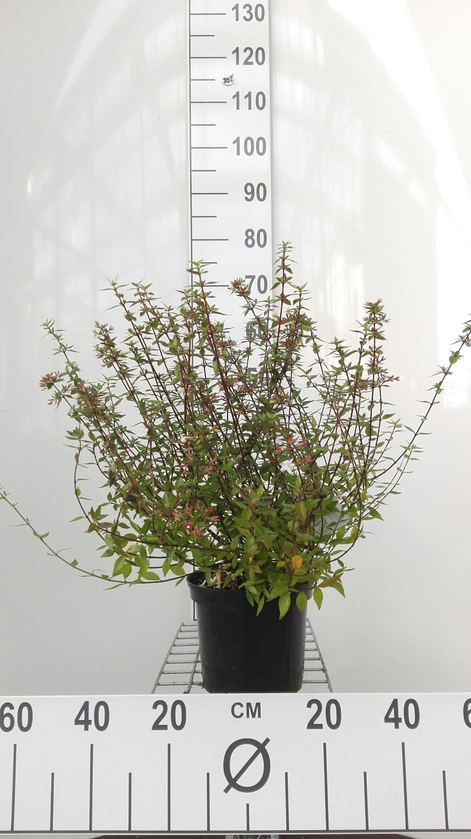 Abelia x grandiflora 'Prostrata' - pot - 25-30 cm