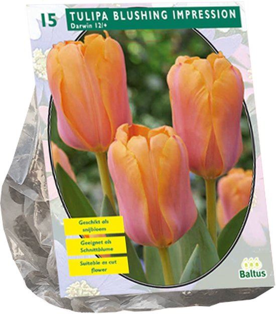 Tulipa-Blushing-Impression-Darwin-per-15