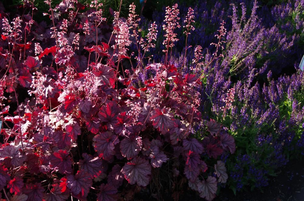 Plantenfiche-Heuchera-Berry-Smoothie-