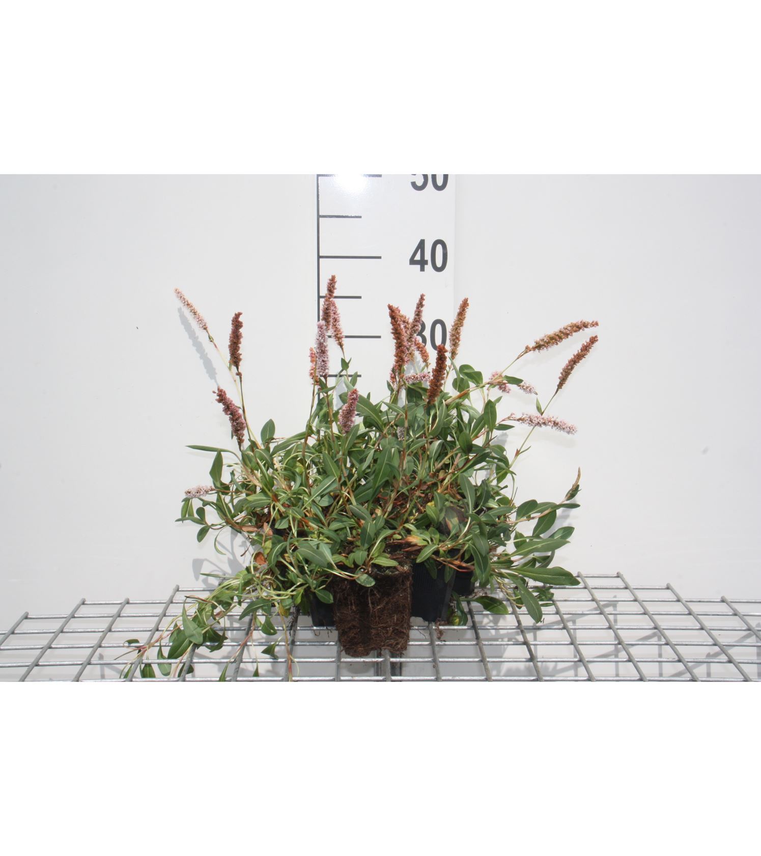 Persicaria affinis 'Superba' - pot 9x9 cm
