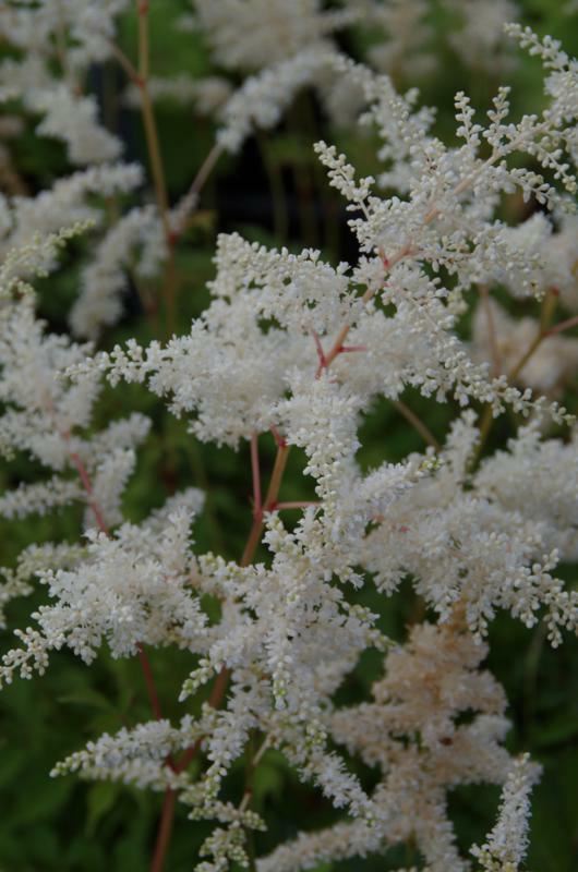 Plantenfiche-Astilbe-Deutschland-