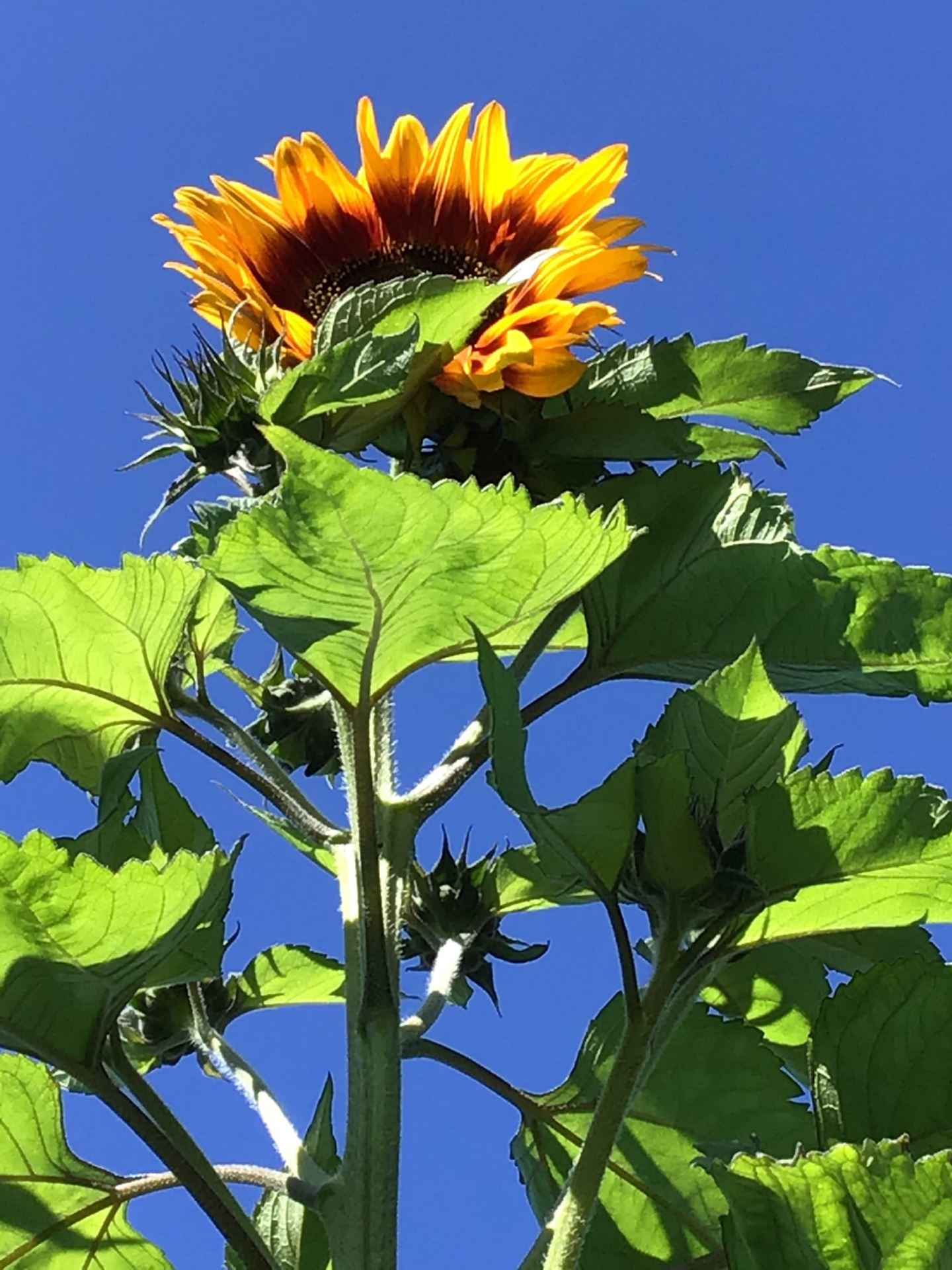 Buzzy-Sunny-Flowers-Zonnebloem-Ring-of-Fire